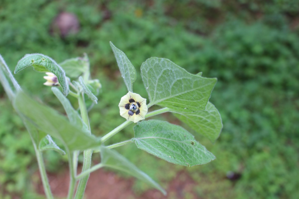 Physalis peruviana L.